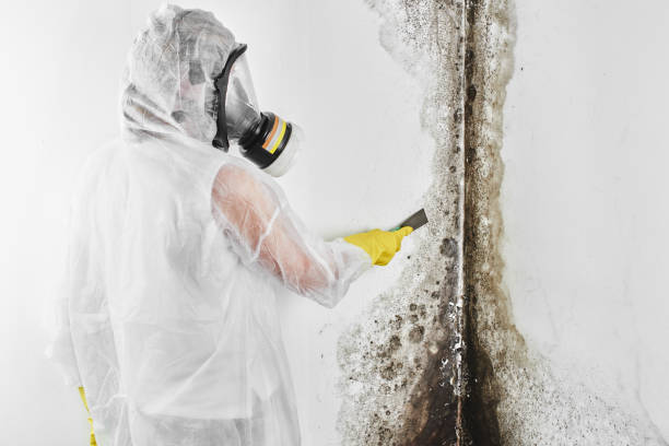Best Mold Cleaning Services  in Noble, OK