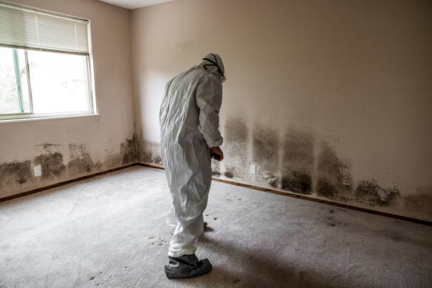 Best Commercial Mold Removal  in Noble, OK