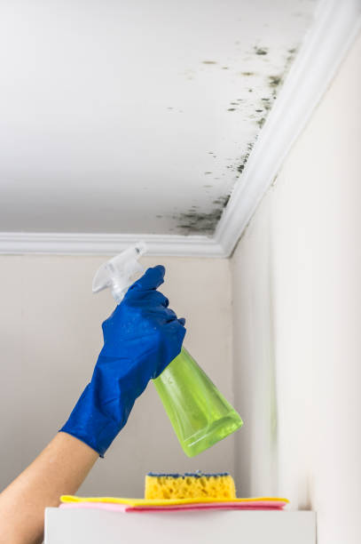 Best Attic Mold Removal  in Noble, OK