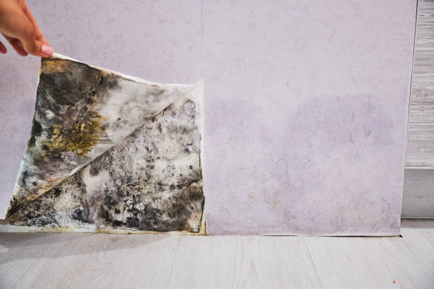 Best Black Mold Removal  in Noble, OK